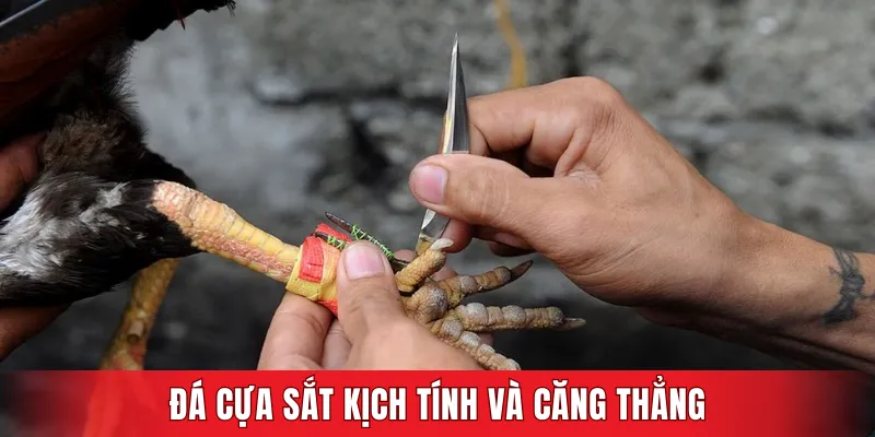 Đá cựa sắt là hình thức thi đấu cực kỳ kịch tính và căng thẳng