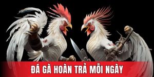 Đá gà hoàn trả mỗi ngày