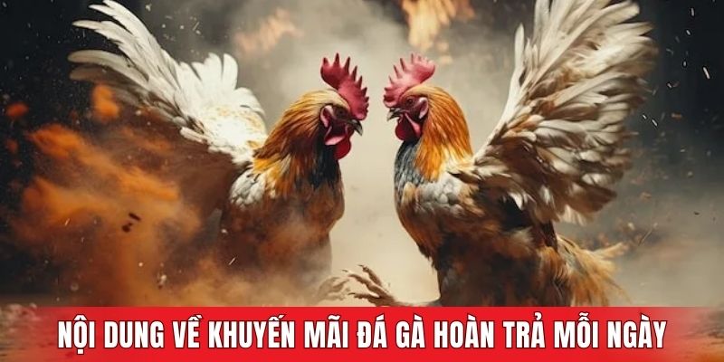 Nội dung chi tiết về khuyến mãi đá gà hoàn trả mỗi ngày